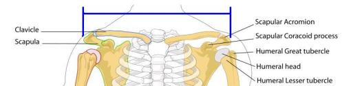 Graphic of the acromion process from Wikipedia